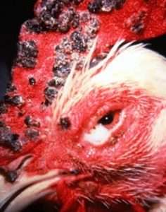 Viruela aviar - Enfermedad de los pollos