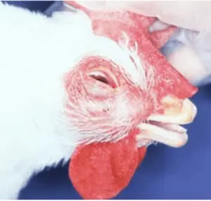 Coriza infecciosa en pollos