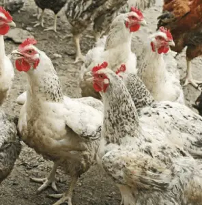 Influenza aviar en pollos