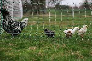 Valla eléctrica de malla para aves de corral RentACoop 