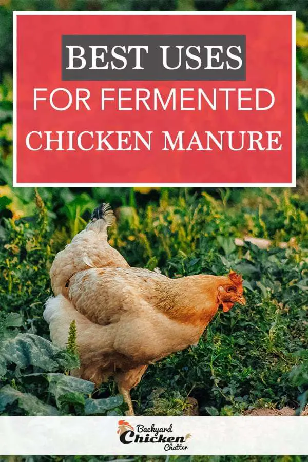 Los mejores usos para el estiércol de pollo orgánico fermentado