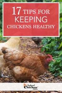 17 consejos para mantener sanos a sus pollos de traspatio 
