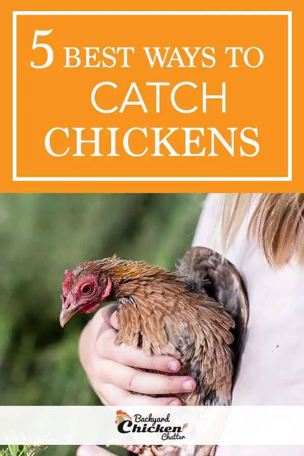 5 de las mejores maneras de atrapar pollos de traspatio