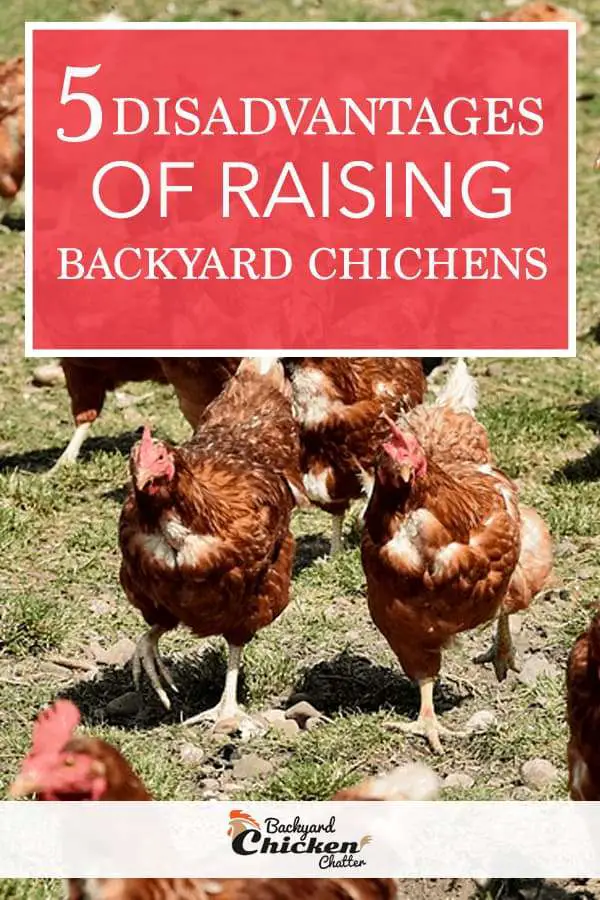 5 desventajas de criar pollos en tu patio trasero