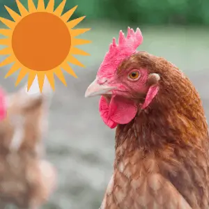 Cómo mantener a tus gallinas frescas en verano