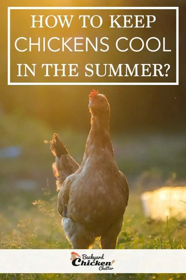 ¿Cómo mantener frescas a las gallinas en verano?