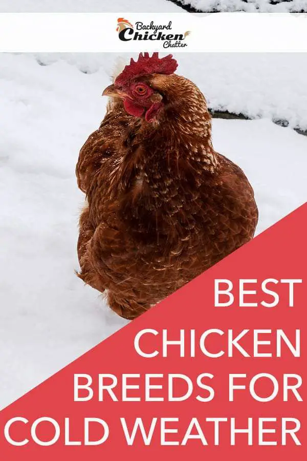 Las mejores razas de pollo para climas fríos