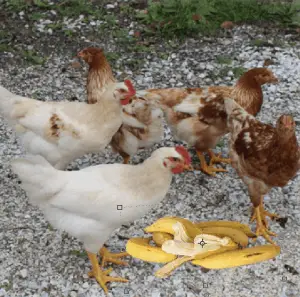 pollos comiendo sobras