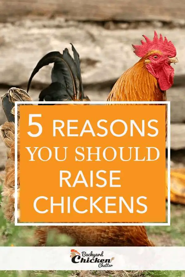 5 razones para criar pollos en su patio trasero para obtener huevos orgánicos