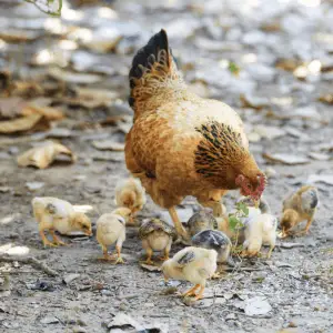 mamá gallina con pollitos