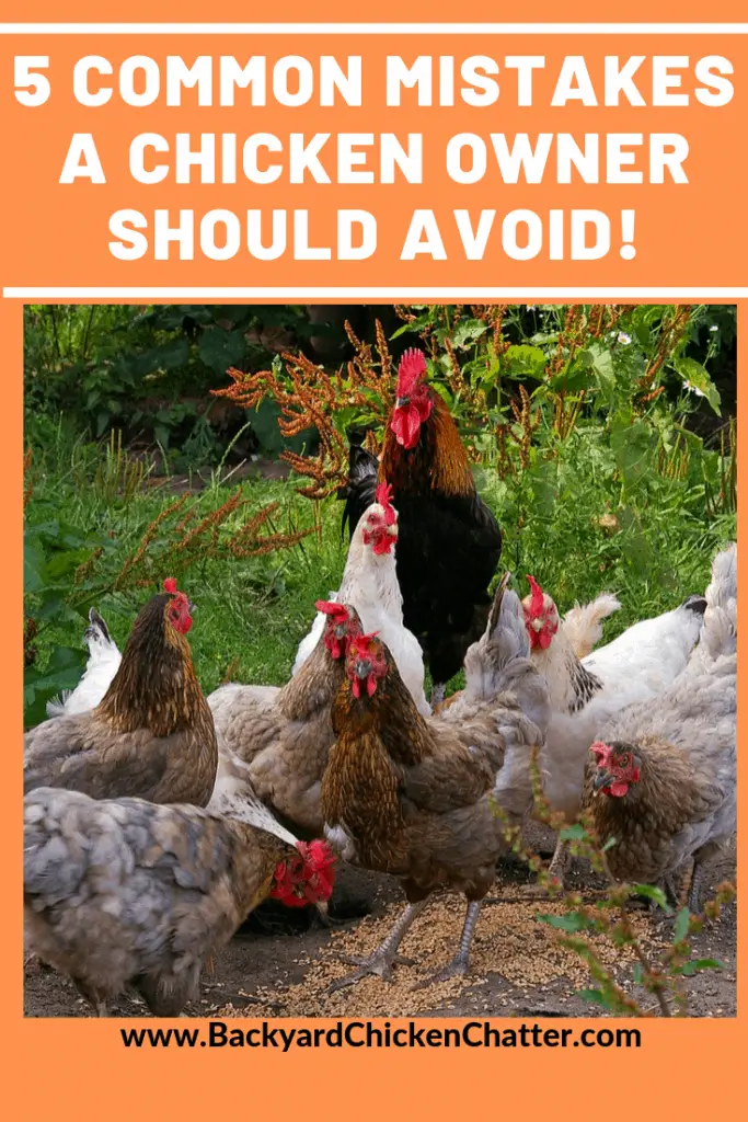 5 errores comunes que comete el dueño de un pollo