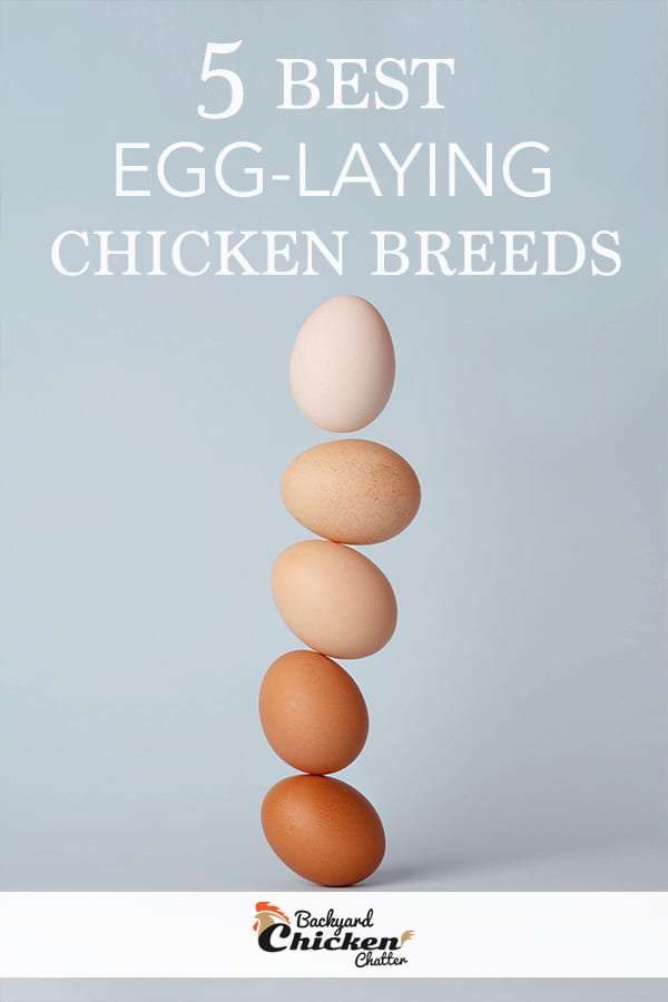 Las mejores razas de gallinas ponedoras de huevos