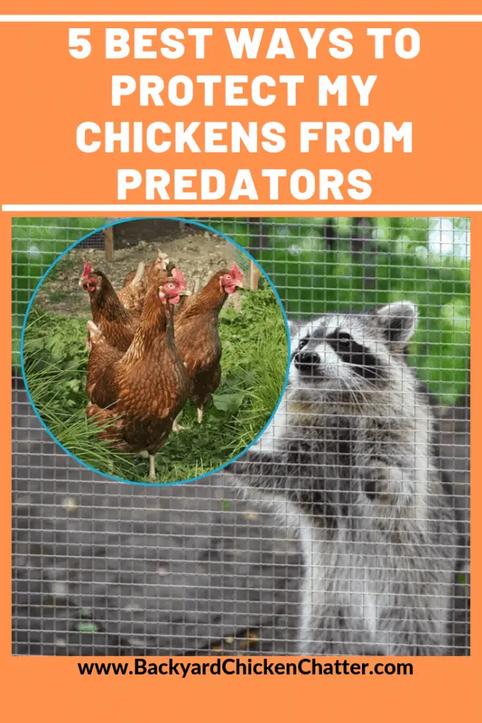 ¿Cuáles son las 5 mejores formas de proteger a mis pollos de los depredadores?