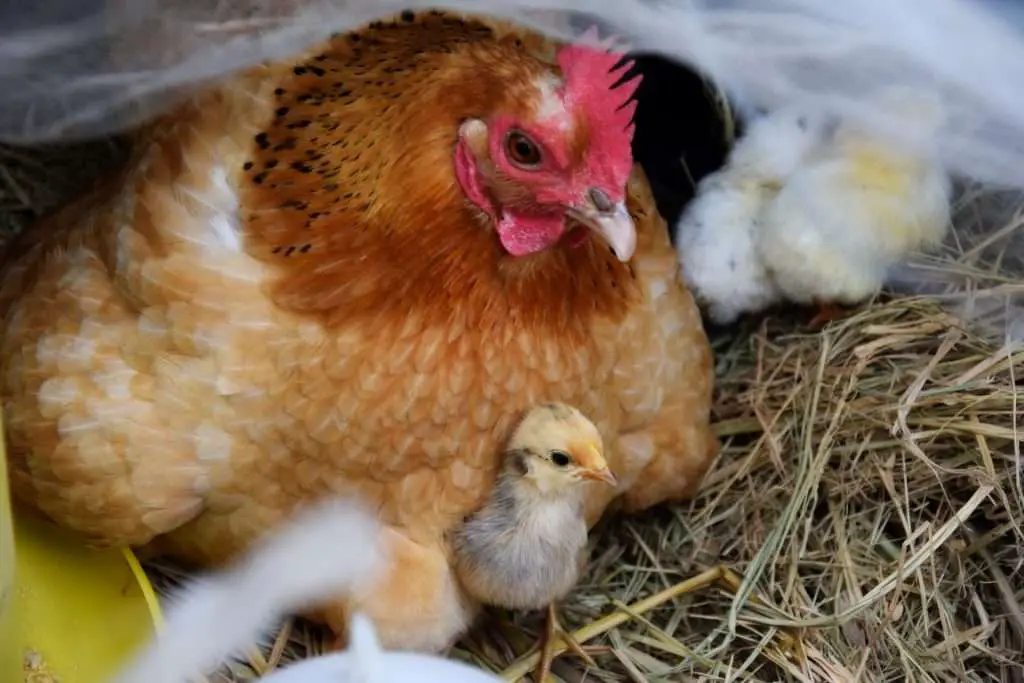 Pollo incubando en una caja de anidación