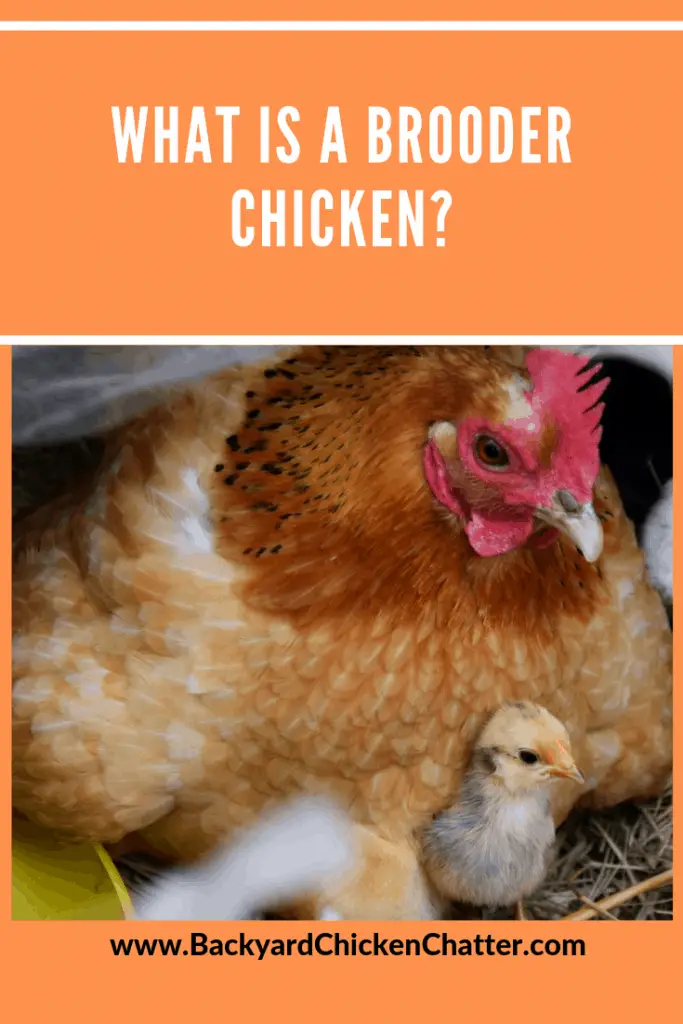 ¿Qué es un pollo de crianza?