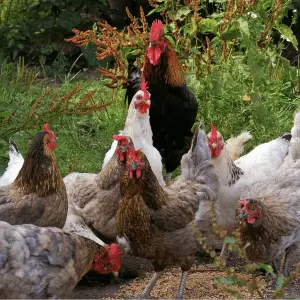 ¿Con qué puedes alimentar a tus gallinas con huevos orgánicos?