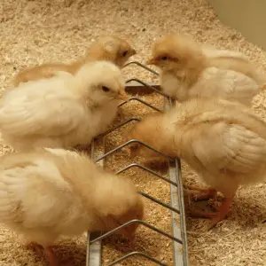 ¿Qué necesito saber sobre la incubación de huevos de gallina?
