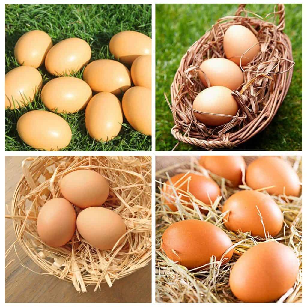 cuantos huevos ponen las gallinas en un dia