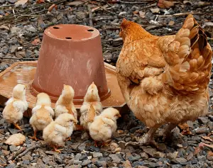 ¿Son ruidosas las gallinas de traspatio?-