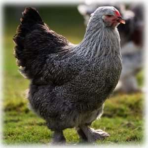 Gallina Brahma para principiantes