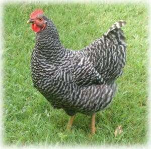 Barred_Plymouth_Rock_Hen