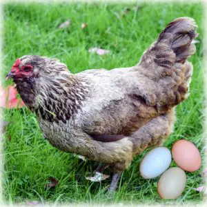 Pollo de huevo de Pascua: ¿cuáles son los pollos más amigables?