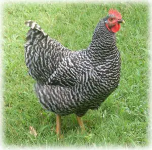 ¡Barred Plymouth Rock es un pollo amigable!