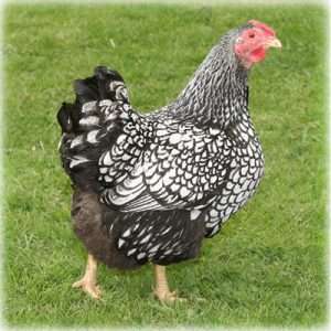 Wyandotte con cordones plateados: ¿cuáles son los pollos más amigables?