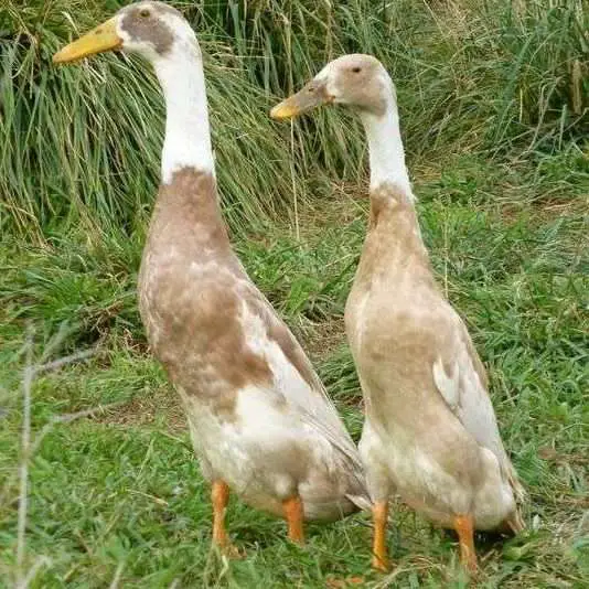 patos mascotas