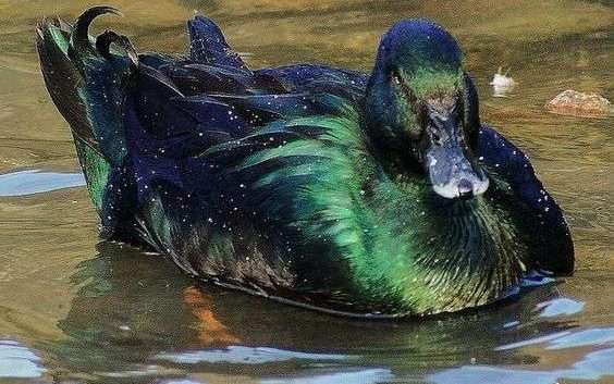 patos mascotas