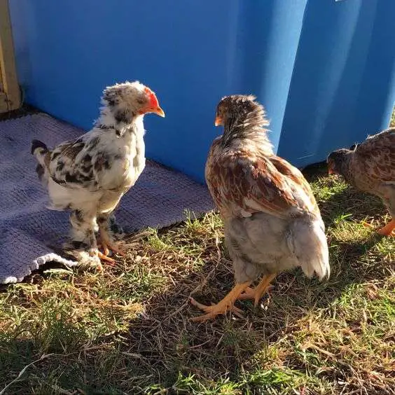 Ciclo de vida del pollo