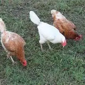 Población de pollos