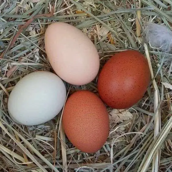 Huevos de gallina