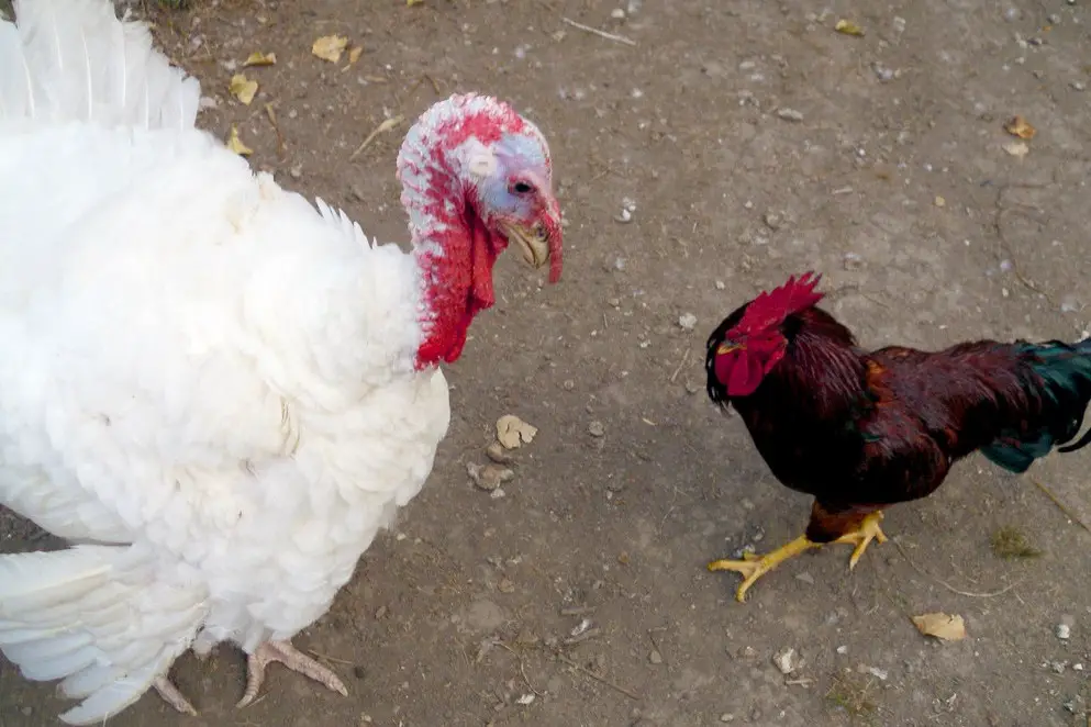 ¿Puedes criar pavos con pollos? Pol y Edro