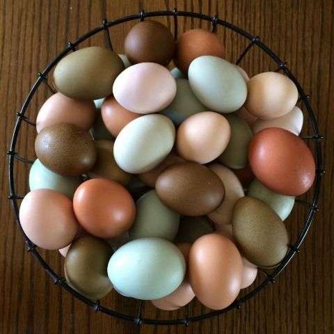 ¿Qué gallinas ponen huevos verdes?