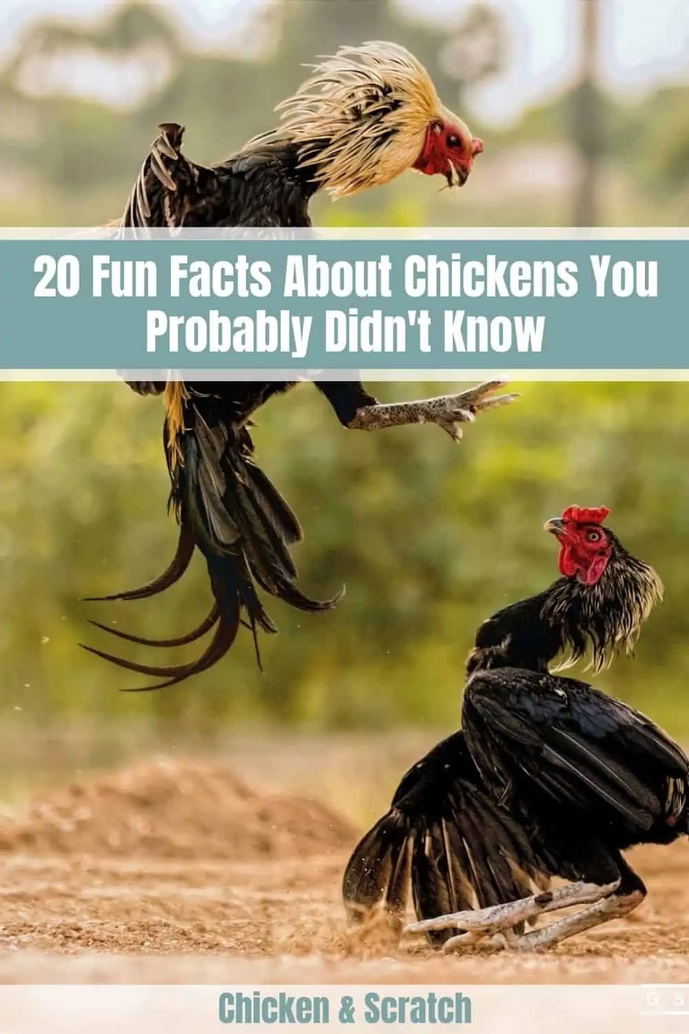 Datos sobre el pollo