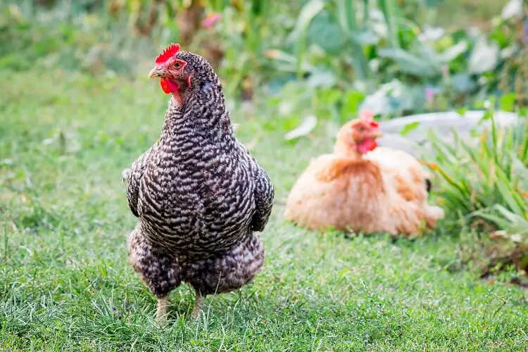 25 hechos asombrosos sobre los pollos que probablemente no sabías - Pol y  Edro