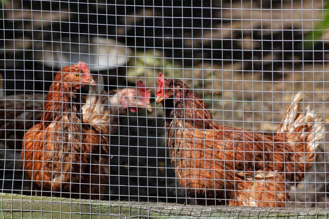 Mantenga a los pollos fuera del patio