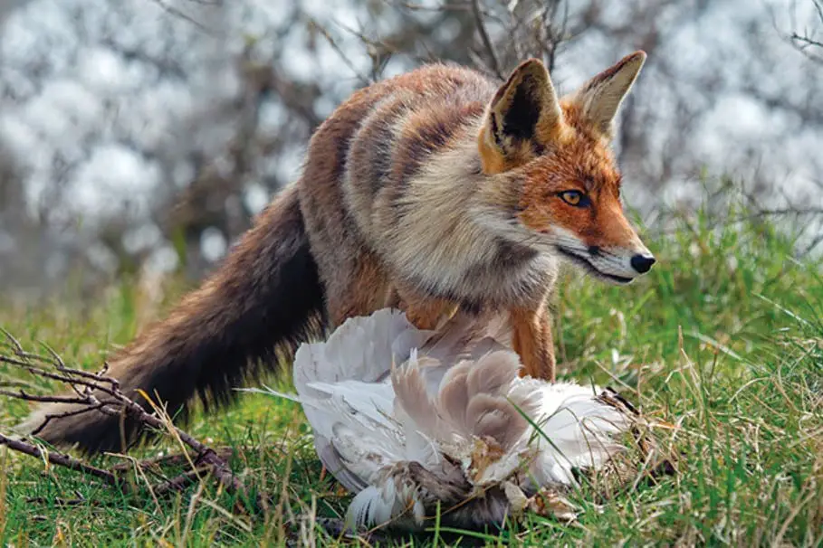 protegiendo a las gallinas de los zorros