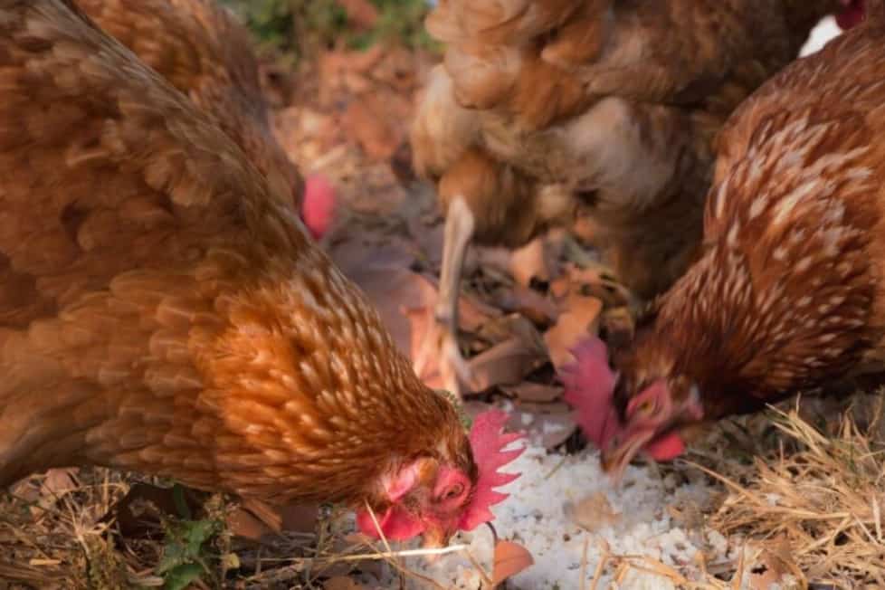 las gallinas pueden comer arroz crudo
