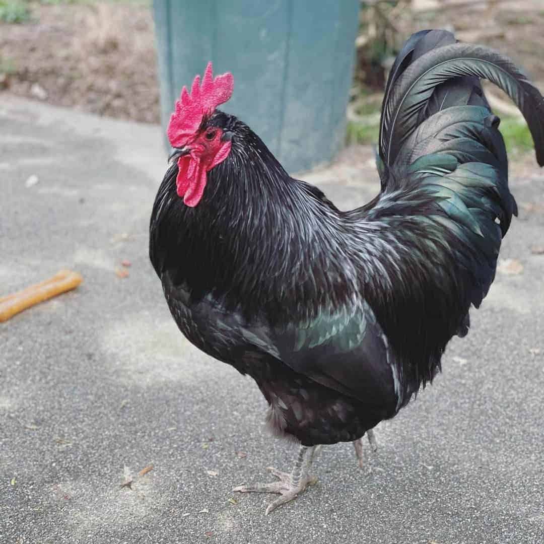 razas de pollos de clima frio