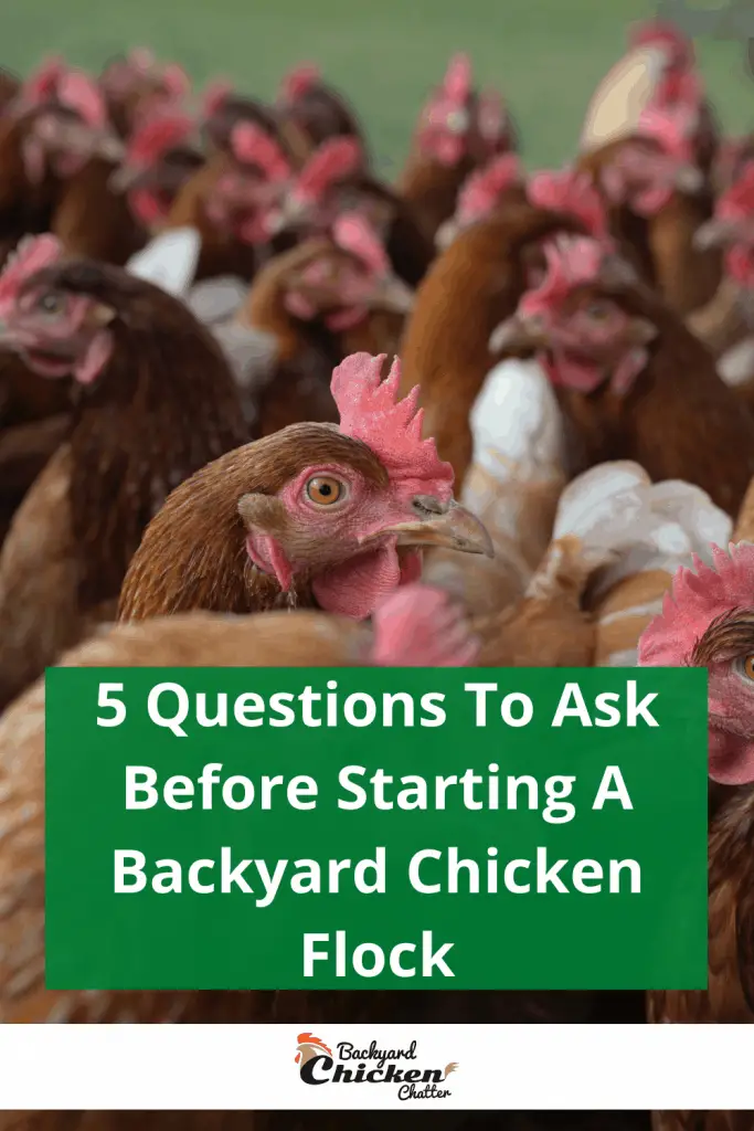 5 preguntas que debe hacer antes de comenzar una parvada de pollos en el patio trasero