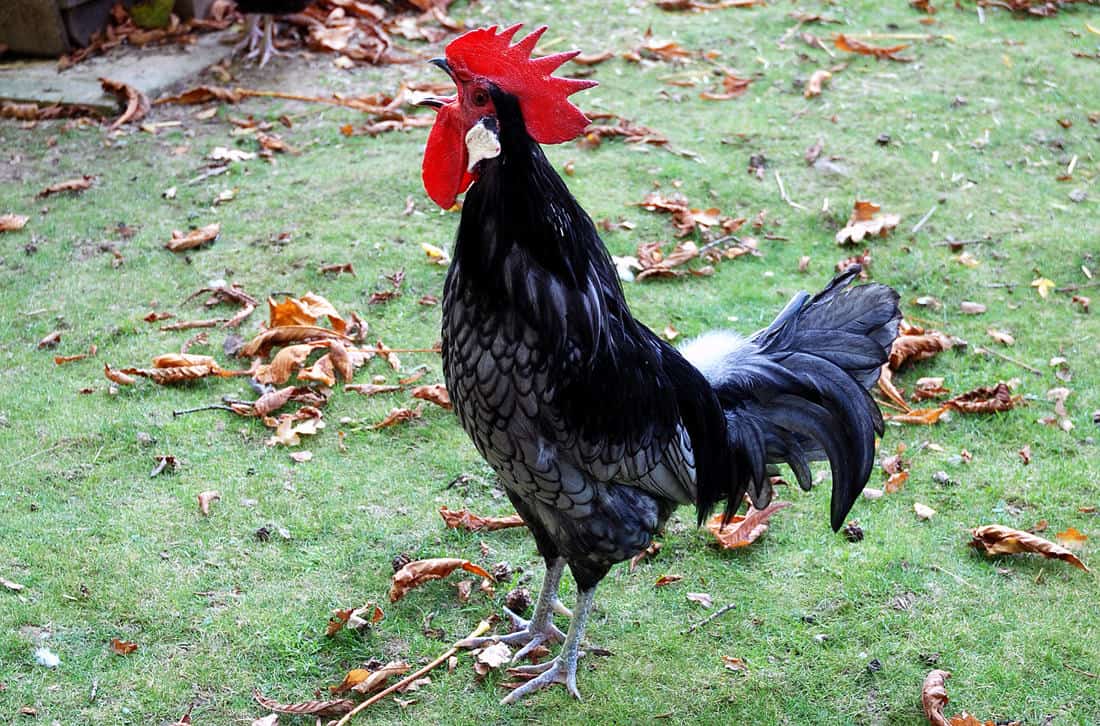 como hacer que un gallo deje de cantar