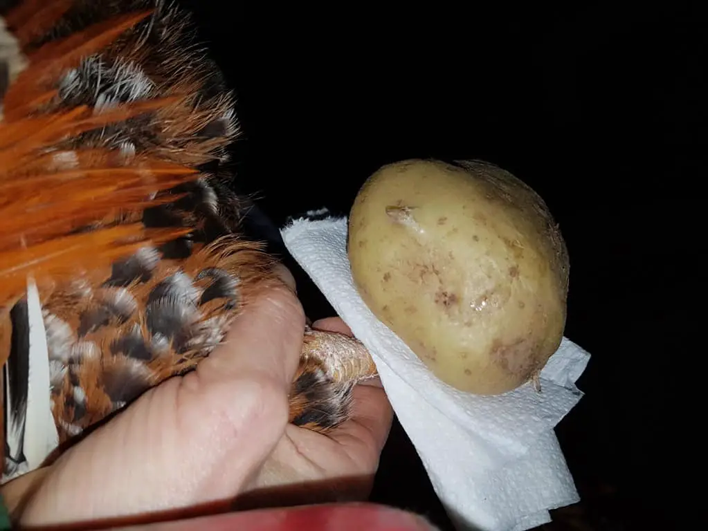 de espolear un gallo