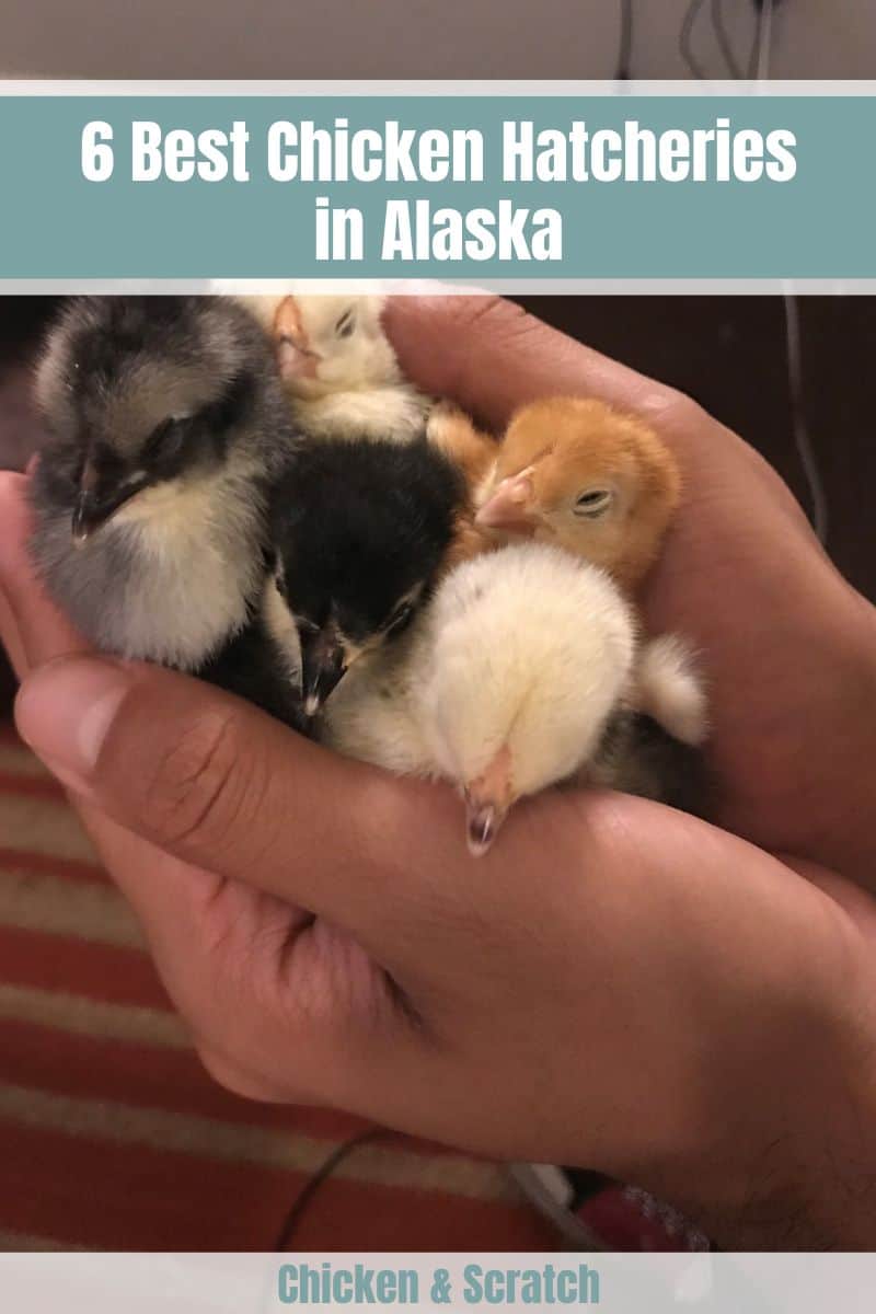 Los mejores criaderos de pollos en Alaska
