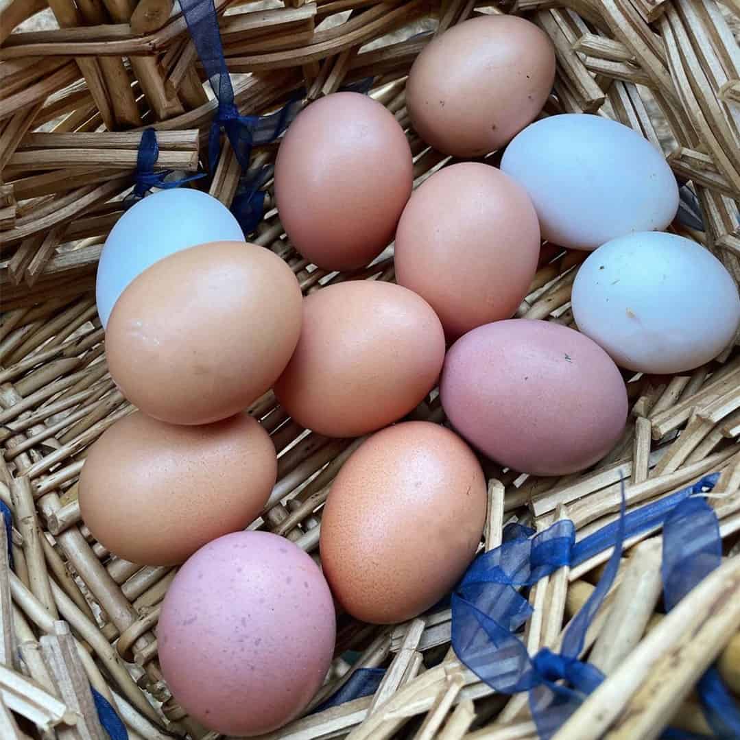 gallinas que pone huevos rosas