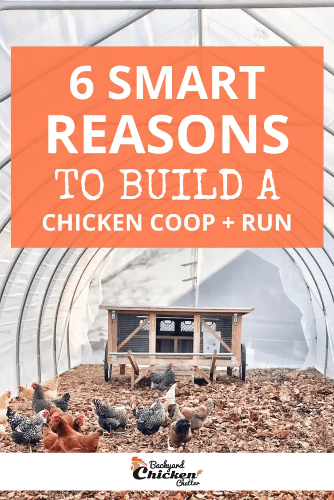 6 razones por las que un gallinero anda corriendo