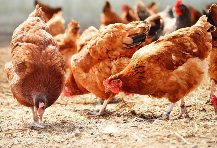 Pollo vagando por comida