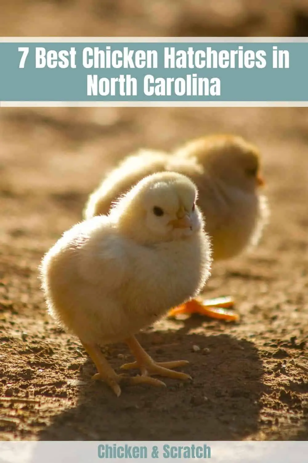 Criaderos de pollos en Carolina del Norte