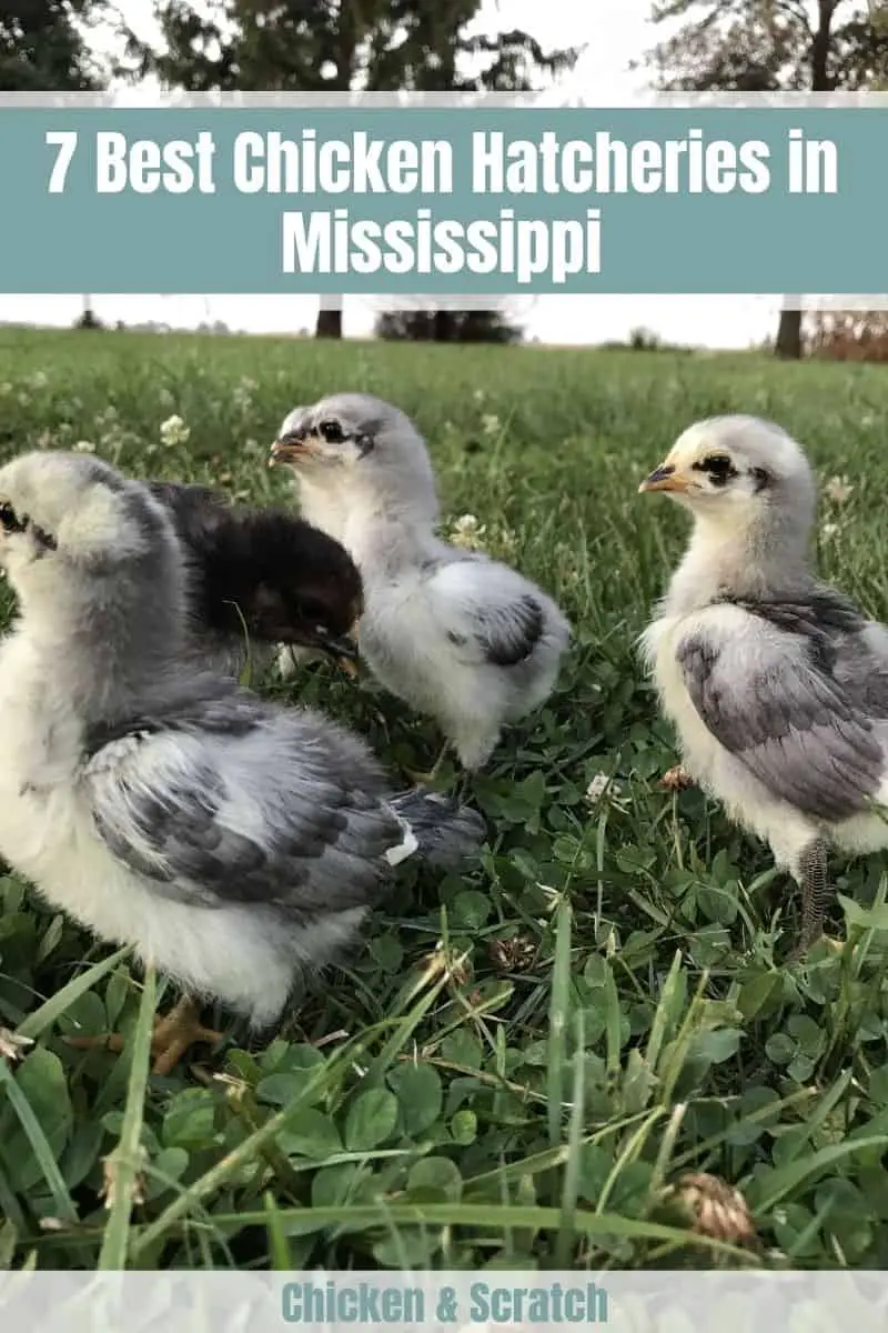 Criaderos de pollos en Mississippi